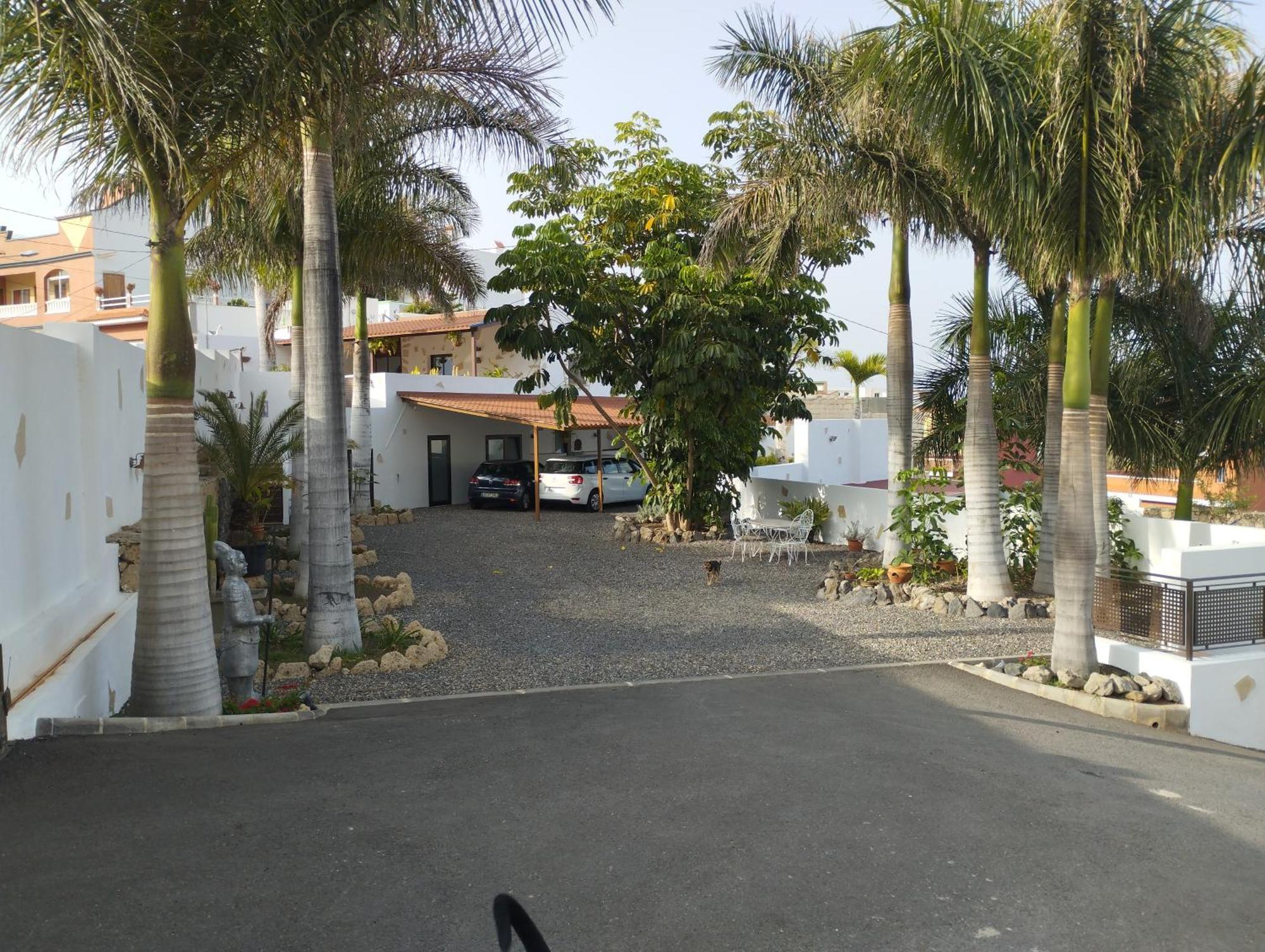 Palmeras B *